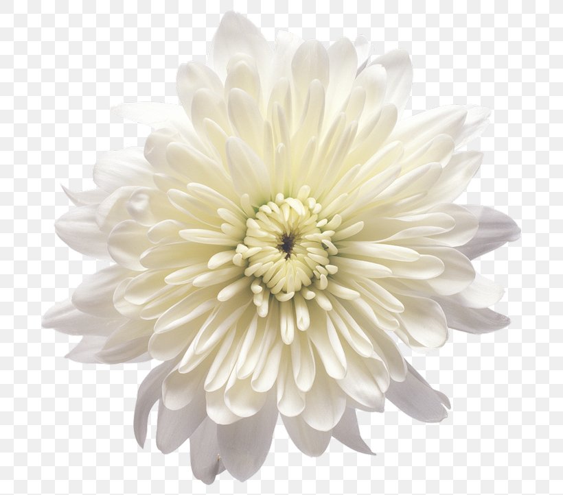 Chrysanthemum Flower Yellow White Clip Art, PNG, 735x722px, Chrysanthemum, Chrysanths, Color, Cut Flowers, Dahlia Download Free