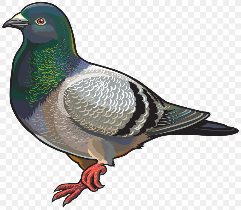 Domestic Pigeon Columbidae Clip Art, PNG, 1600x1395px, Domestic Pigeon, Beak, Bird, Columbidae, Drawing Download Free