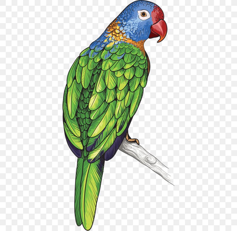 Parrot Bird Feather, PNG, 388x800px, Parrot, Animal, Artworks, Beak, Bird Download Free