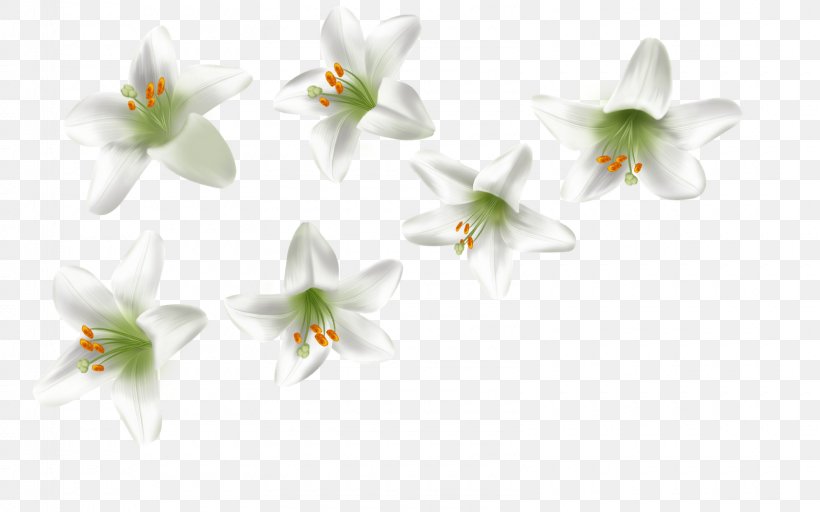 Petal, PNG, 1600x1000px, Petal, Flora, Flower, Flowering Plant, Lily Download Free