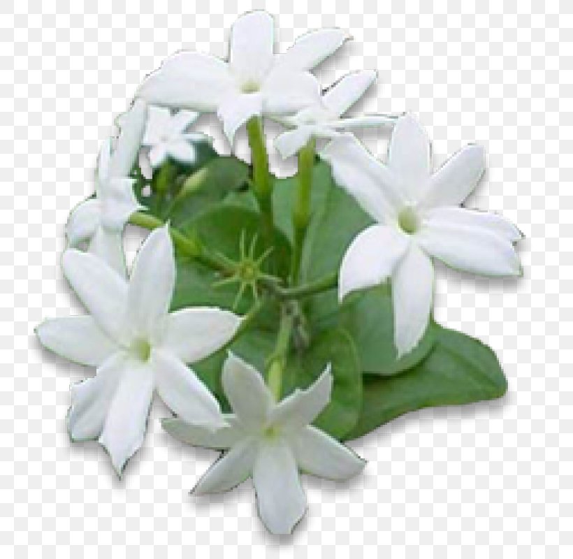 Arabian Jasmine Flower Night-blooming Jasmine Vine Plant, PNG, 800x800px, Arabian Jasmine, Bud, Confederatejasmine, Cut Flowers, Essential Oil Download Free