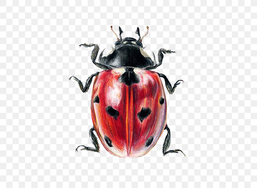Ladybird Beetle Coleomegilla Maculata Coccinella Septempunctata Illustration, PNG, 480x600px, Ladybird, Art, Arthropod, Beetle, Coccinella Septempunctata Download Free