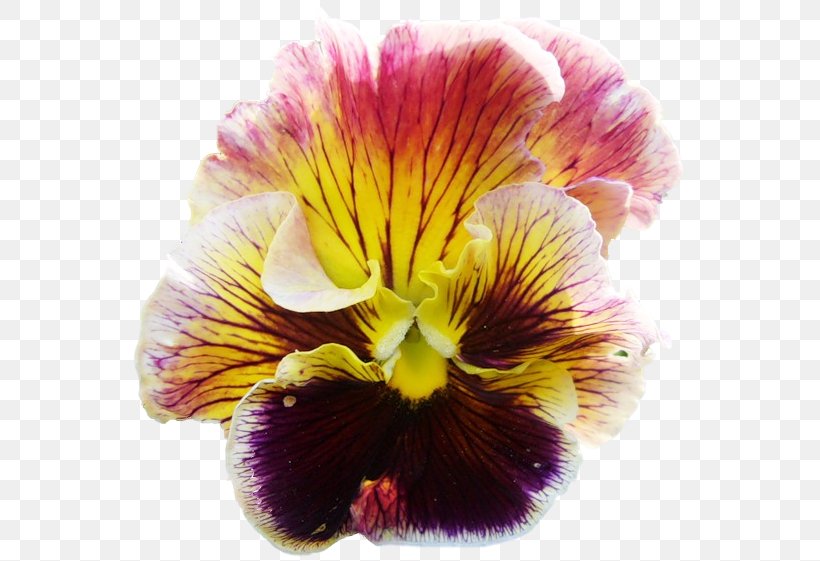 Pansy Moth Orchids Lily Of The Incas Close-up, PNG, 561x561px, Pansy, Alstroemeriaceae, Closeup, Flower, Flowering Plant Download Free