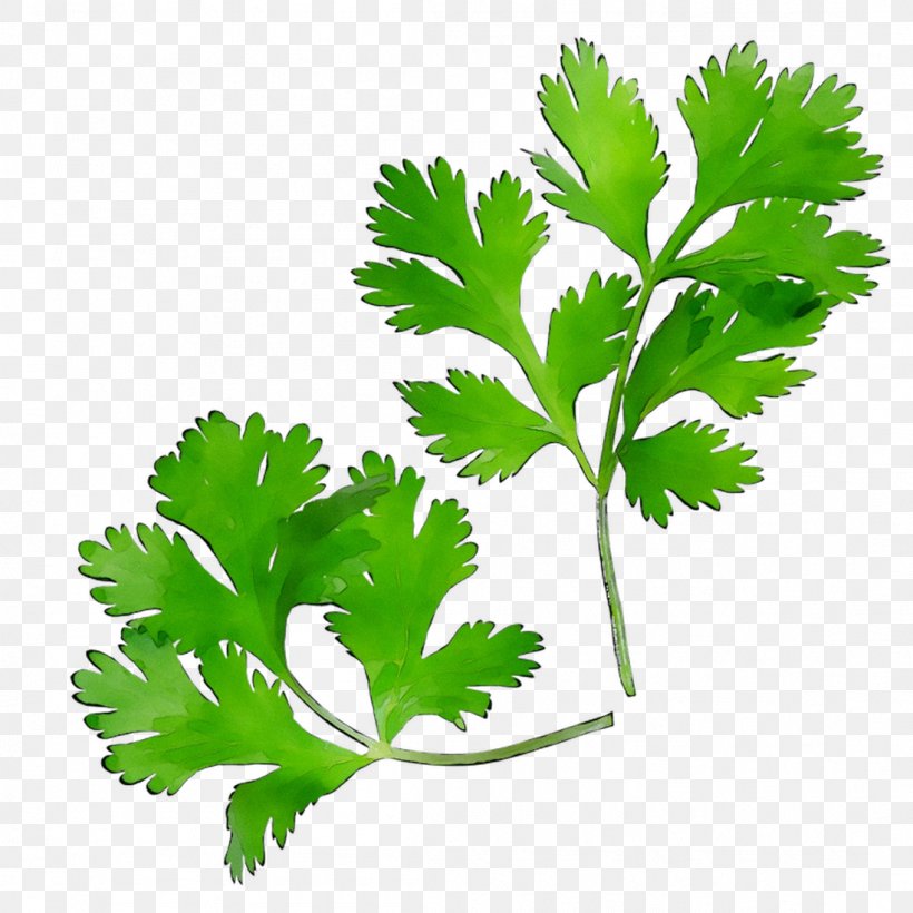 Parsley Coriander Leaf Plant Stem Herbalism, PNG, 1098x1098px, Parsley, Anthriscus, Celery, Chervil, Chinese Celery Download Free