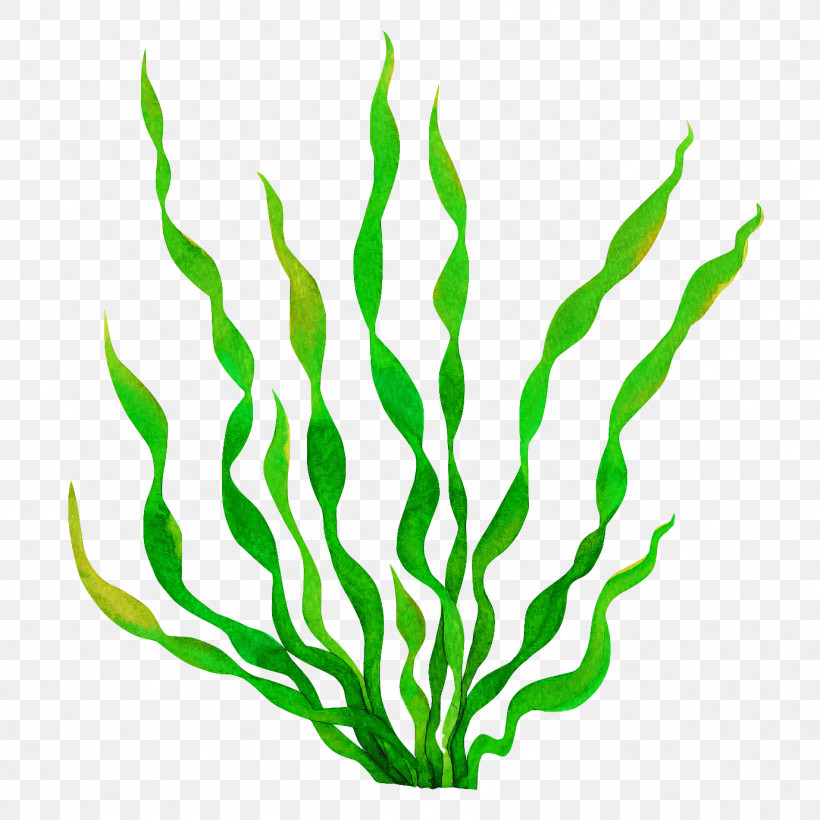 Green Plant Leaf Chlorophyta Grass, PNG, 1378x1378px, Green, Chlorophyta, Grass, Leaf, Plant Download Free