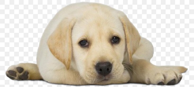 Labrador Retriever Puppy Dogs For Good Toy Poodle, PNG, 788x370px, Labrador Retriever, Animal, Animal Repellent, Carnivoran, Cat Repeller Download Free
