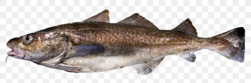 Pacific Cod Atlantic Cod Sablefish, PNG, 1024x342px, Pacific Cod, Animal Figure, Animal Source Foods, Atlantic Cod, Cod Download Free