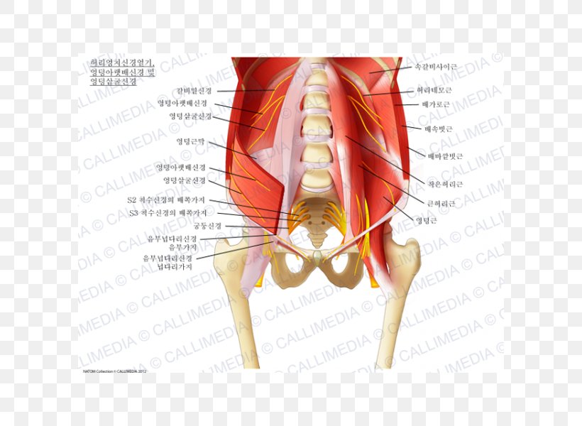 Sacral Plexus Lumbar Plexus Iliohypogastric Nerve Ilioinguinal Nerve, PNG, 600x600px, Watercolor, Cartoon, Flower, Frame, Heart Download Free