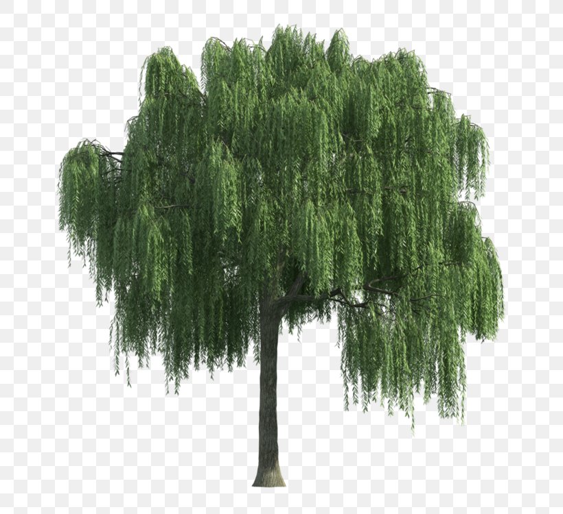 Tree Image Clip Art Stock Photography, PNG, 750x750px, Tree, American Larch, Cypress Family, Grass, Leaf Download Free