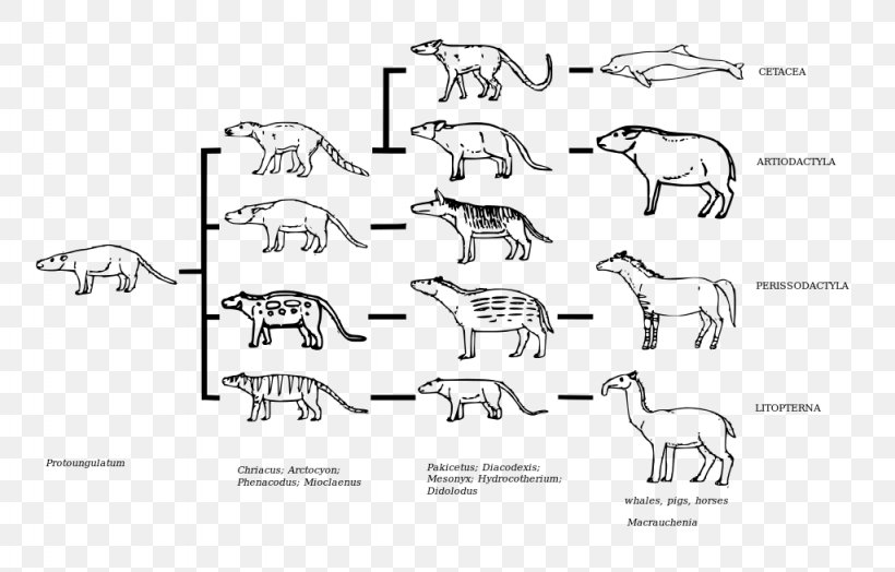 Carnivora Odd-toed Ungulates Cladogram Phylogenetics, PNG, 1024x655px, Watercolor, Cartoon, Flower, Frame, Heart Download Free