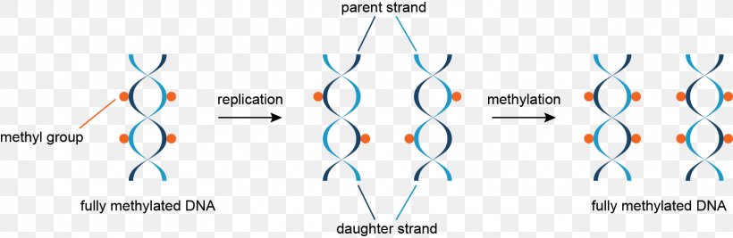DNA Methylation: Basic Mechanisms Epigenetics, PNG, 1622x530px, Dna Methylation, Coding Strand, Cytosine, Diagram, Dna Download Free