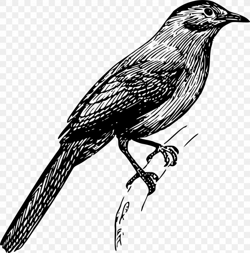 Gin, PNG, 1899x1920px, Gin, American Crow, Beak, Bird, Black And White Download Free