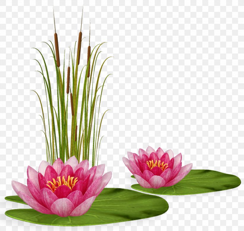 Floral Design Blog Nymphaea Nelumbo Painting, PNG, 2944x2790px, Floral Design, Aquatic Plant, Artificial Flower, Blog, Botany Download Free