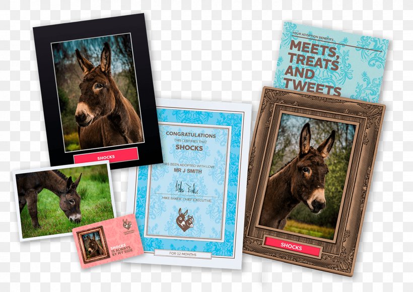 The Donkey Sanctuary Horse Pet Belfast, PNG, 1425x1007px, Donkey Sanctuary, Adoption, Advertising, Alife, Animal Sanctuary Download Free