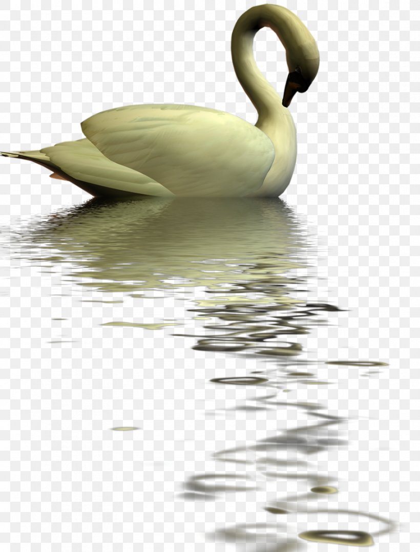 Cygnini Goose Water Bird Duck, PNG, 912x1200px, Cygnini, Anatidae, Anseriformes, Beak, Bird Download Free
