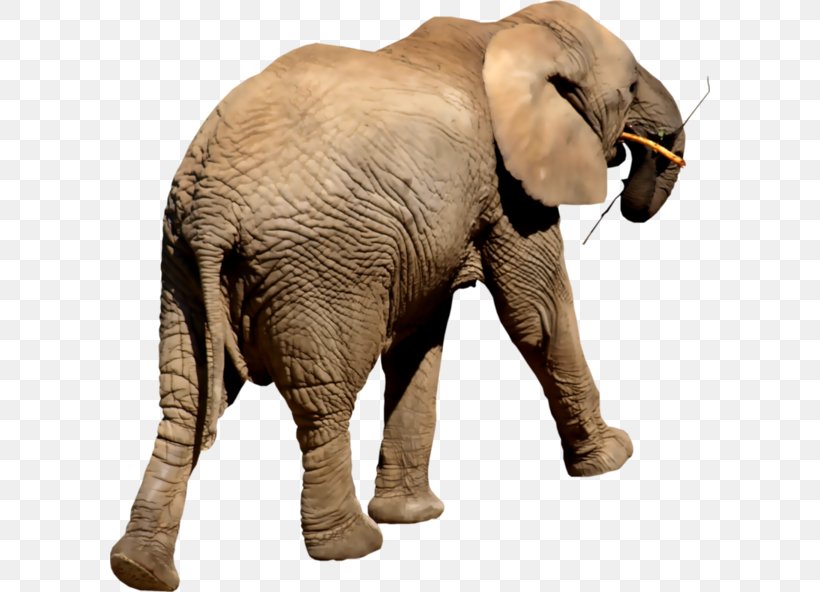 Indian Elephant African Elephant Elephantidae Tusk, PNG, 600x592px, Indian Elephant, African Elephant, Animal, Cartoon, Elephant Download Free