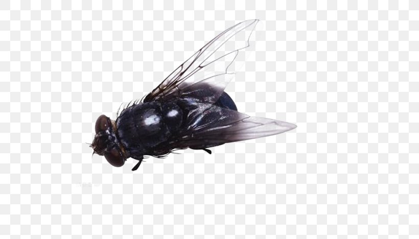 Insect Fly Clip Art, PNG, 659x468px, Insect, Arthropod, Clipping Path, Fly, Housefly Download Free