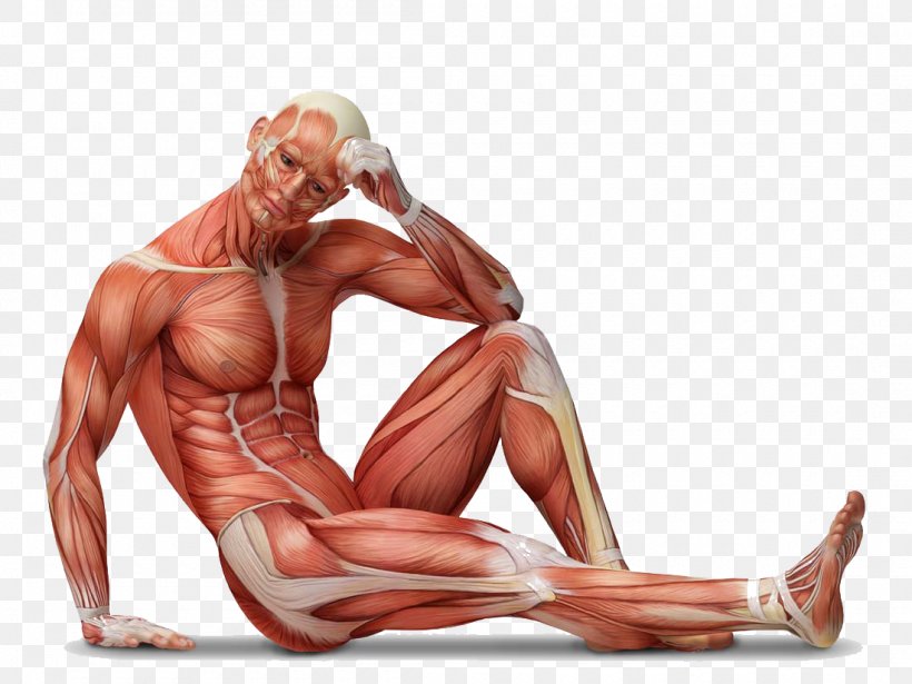 Ilustracao De Desenho Animado Vetorial Do Sistema Muscular Humano Para