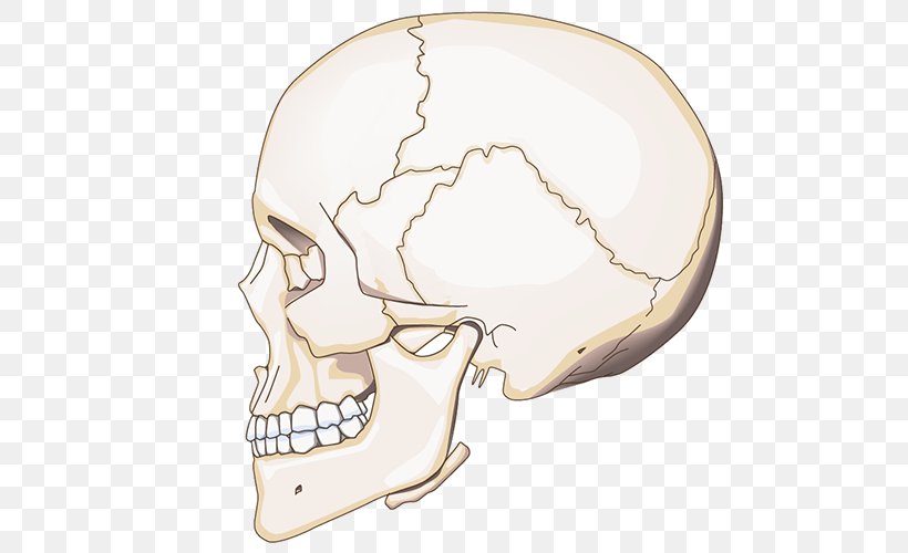 Nose Jaw Skull, PNG, 600x500px, Nose, Bone, Ear, Head, Jaw Download Free