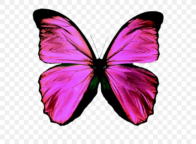 Strawberry Perl Integrated Development Environment Perl 6 DWIM, PNG, 663x600px, Perl, Arthropod, Brush Footed Butterfly, Butterfly, Catalyst Download Free