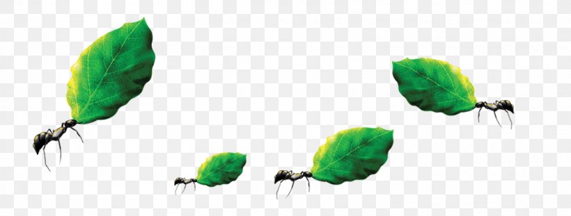 Ant Download Labor Computer File, PNG, 1516x575px, Ant, Arbeit, Beak, Bird, Computer Download Free