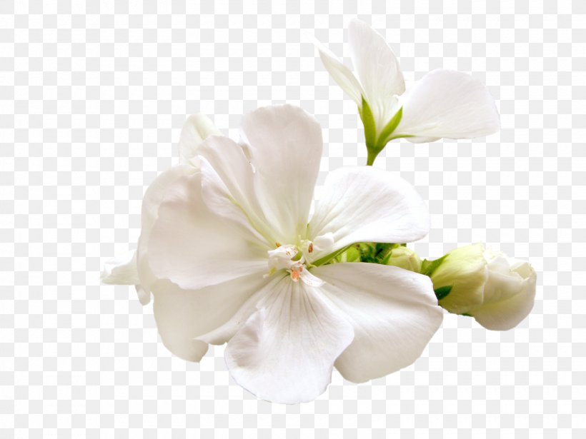 Artificial Flower Plant, PNG, 1600x1200px, Flower, Artificial Flower, Bay Laurel, Blossom, Composition Florale Download Free