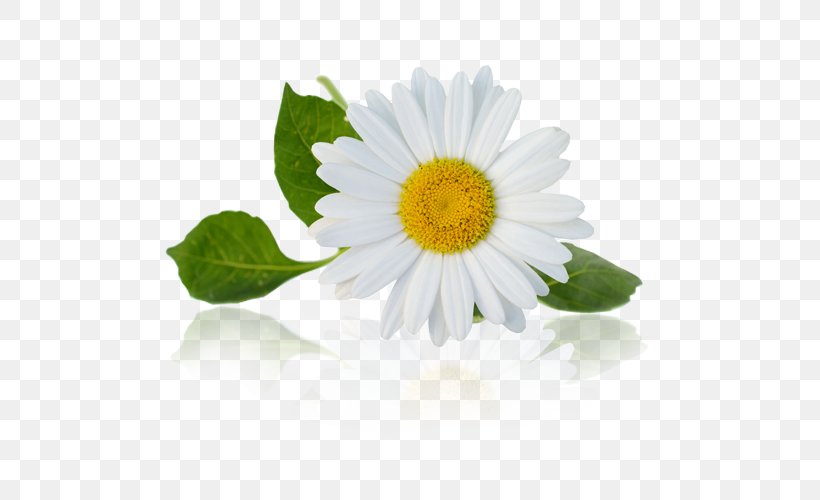 Chamomile Stock Photography Royalty-free, PNG, 500x500px, Chamomile, Annual Plant, Art, Aster, Chamaemelum Nobile Download Free