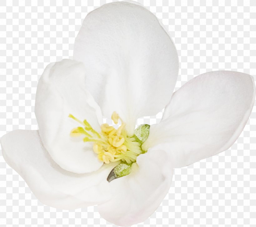 Flowering Plant, PNG, 897x797px, Flowering Plant, Blossom, Flower, Petal, Plant Download Free