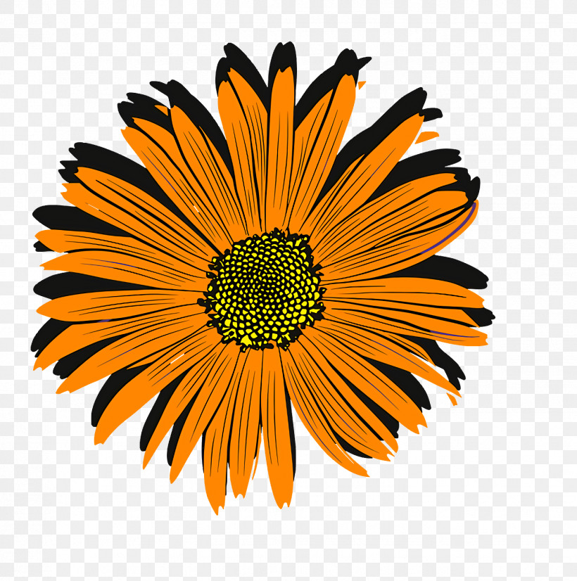 Chrysanthemum Transvaal Daisy Coneflower Cut Flowers Pot Marigold, PNG, 1428x1440px, Chrysanthemum, Coneflower, Cut Flowers, Flower, Marigolds Download Free