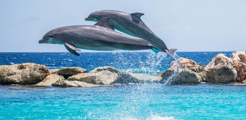 Dolphin Shutter Speed Marine Mammal Hotel, PNG, 1390x678px, Dolphin, Camera, Common Bottlenose Dolphin, Hotel, Leisure Download Free