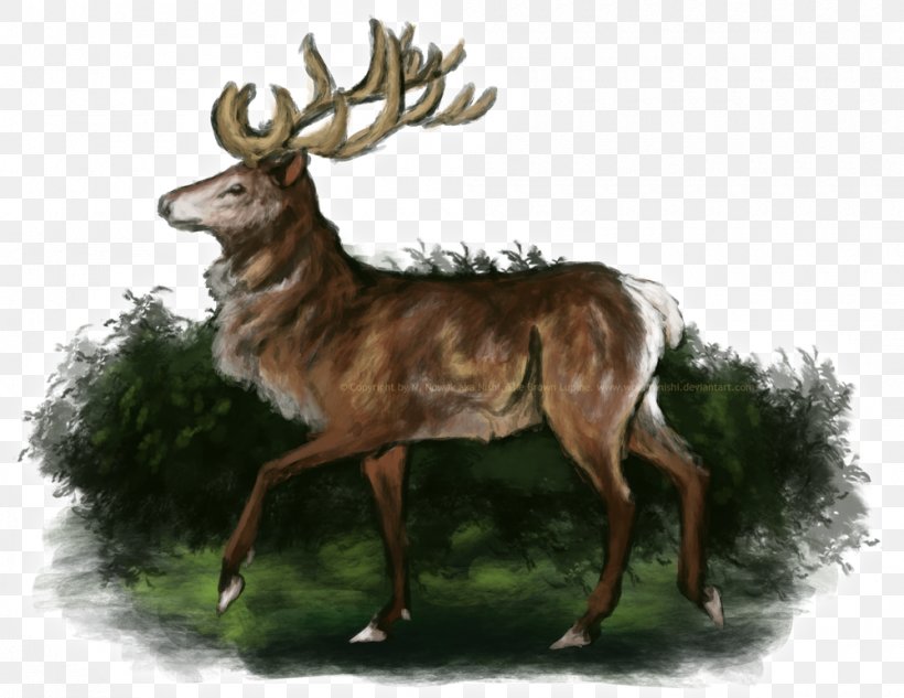 White-tailed Deer Elk Reindeer Musk Deer, PNG, 1000x772px, Deer, Animal, Antler, Art, Captain Phasma Download Free
