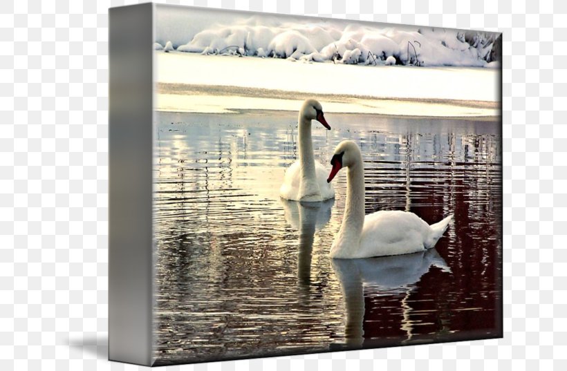 Cygnini Picture Frames Gallery Wrap Canvas Art, PNG, 650x537px, Cygnini, Art, Bird, Canvas, Ducks Geese And Swans Download Free