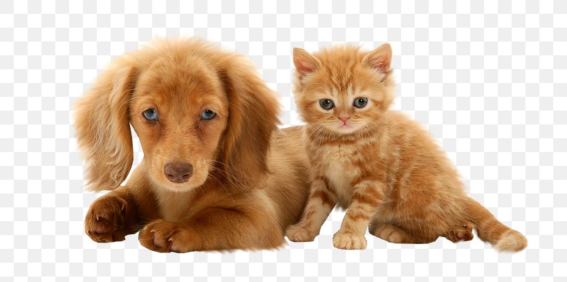 Dachshund Puppy Beagle British Shorthair Persian Cat, PNG, 752x408px, Dachshund, Animal, Beagle, British Shorthair, Carnivoran Download Free