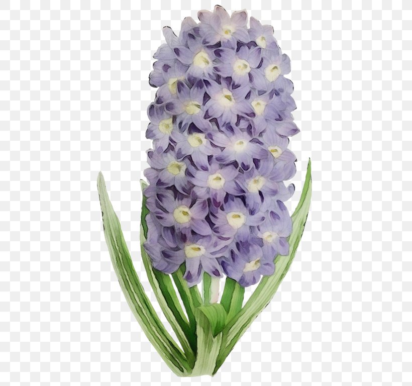 Flower Flowering Plant Plant Hyacinth Violet, PNG, 500x768px, Watercolor, Cut Flowers, Dendrobium, Flower, Flowering Plant Download Free