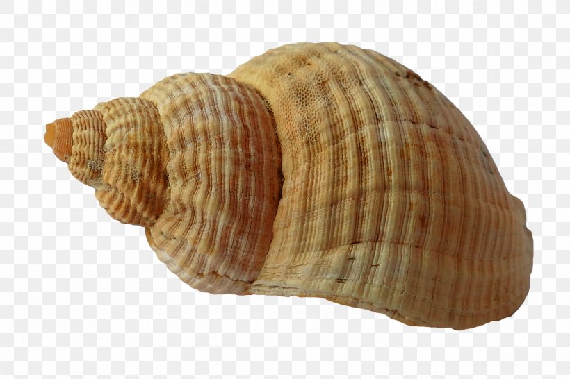 Mussel Clam Seashell Mollusc Shell Beach, PNG, 1280x853px, Mussel, Beach, Clam, Clams Oysters Mussels And Scallops, Cockle Download Free