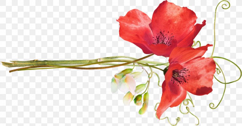Poppy Flower Clip Art, PNG, 1280x671px, Poppy, Alstroemeriaceae, Amaryllis Belladonna, Bud, Common Poppy Download Free