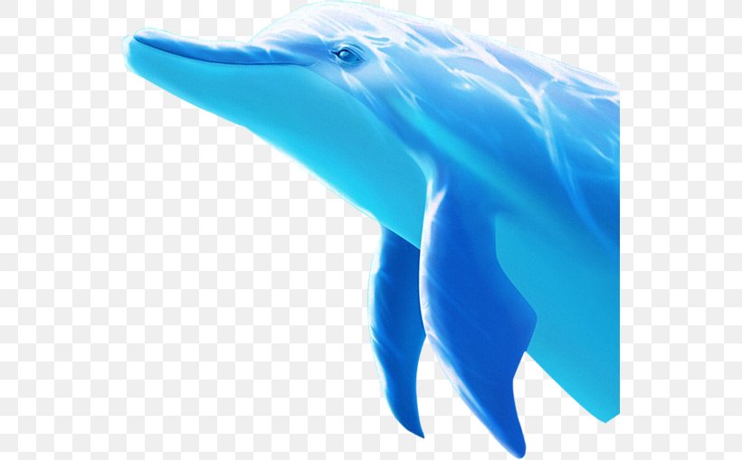 Tucuxi Common Bottlenose Dolphin, PNG, 551x509px, Tucuxi, Aqua, Azure, Blue, Cartoon Download Free
