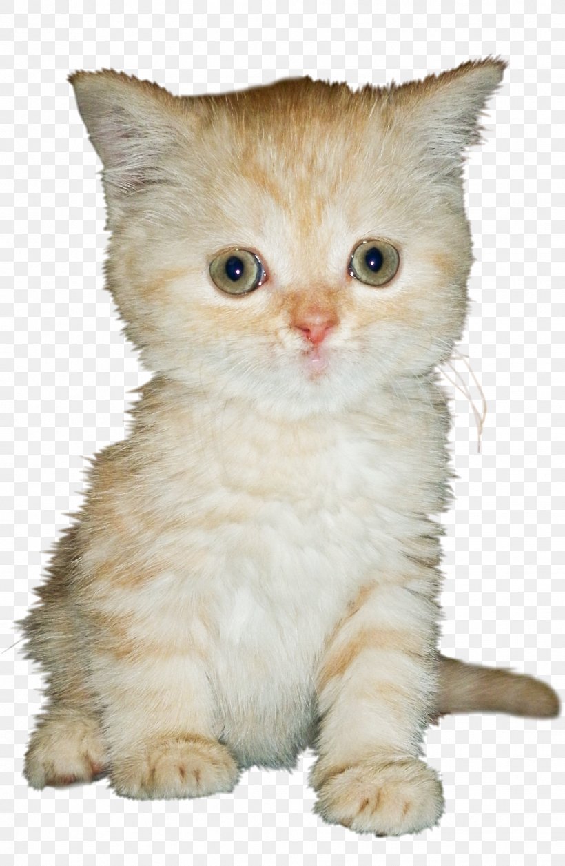 Cat Kitten, PNG, 1861x2853px, Cat, American Wirehair, British Semi Longhair, Carnivoran, Cat Like Mammal Download Free
