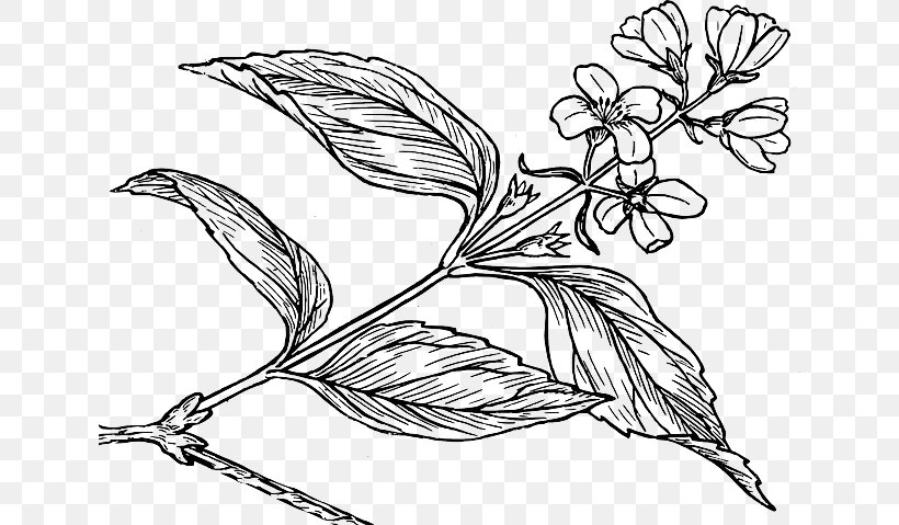 Common Lilac Drawing Clip Art Image Black And White, PNG, 640x479px, Common Lilac, Art, Artwork, Beak, Bird Download Free