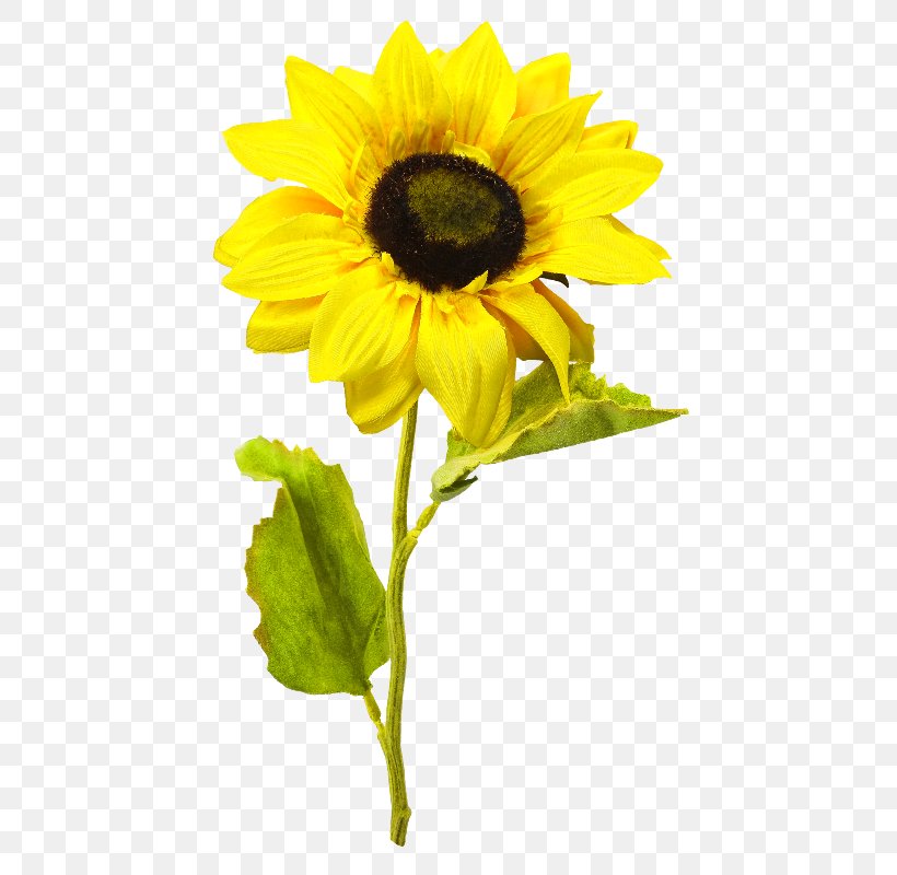 Common Sunflower Clip Art, PNG, 464x800px, 3d Computer Graphics, Common Sunflower, Annual Plant, Copying, Daisy Family Download Free