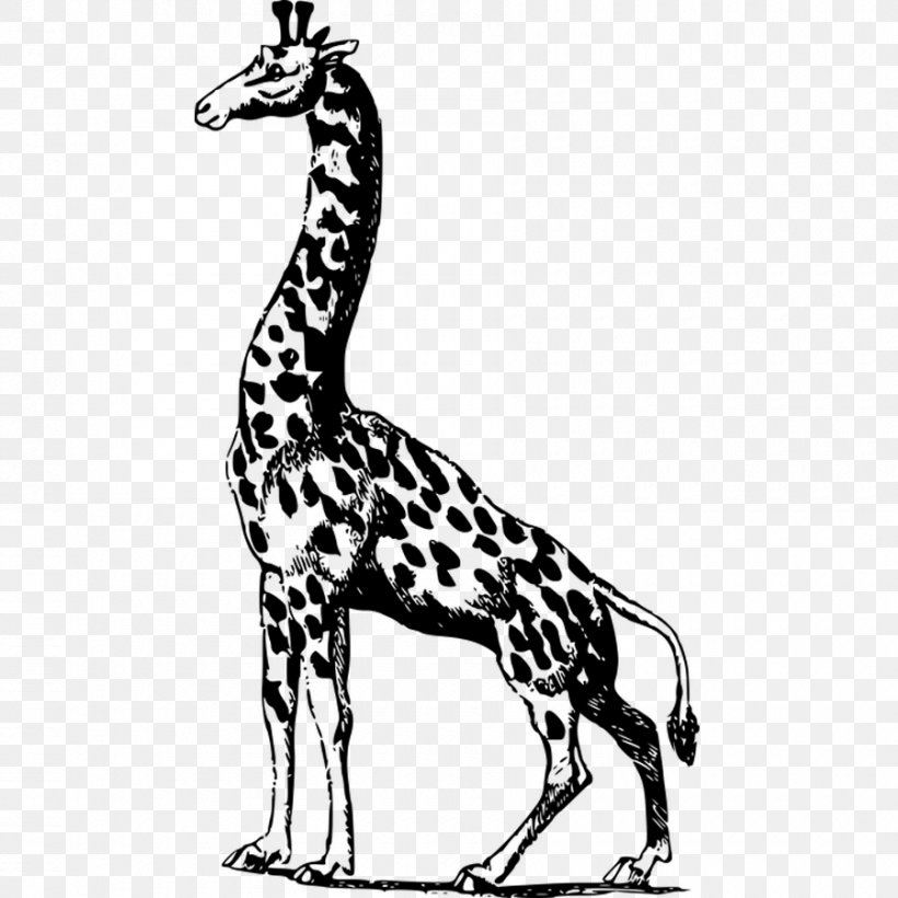 Giraffe Illustration, PNG, 900x900px, Giraffe, Black And White, Fauna, Giraffidae, Horse Like Mammal Download Free