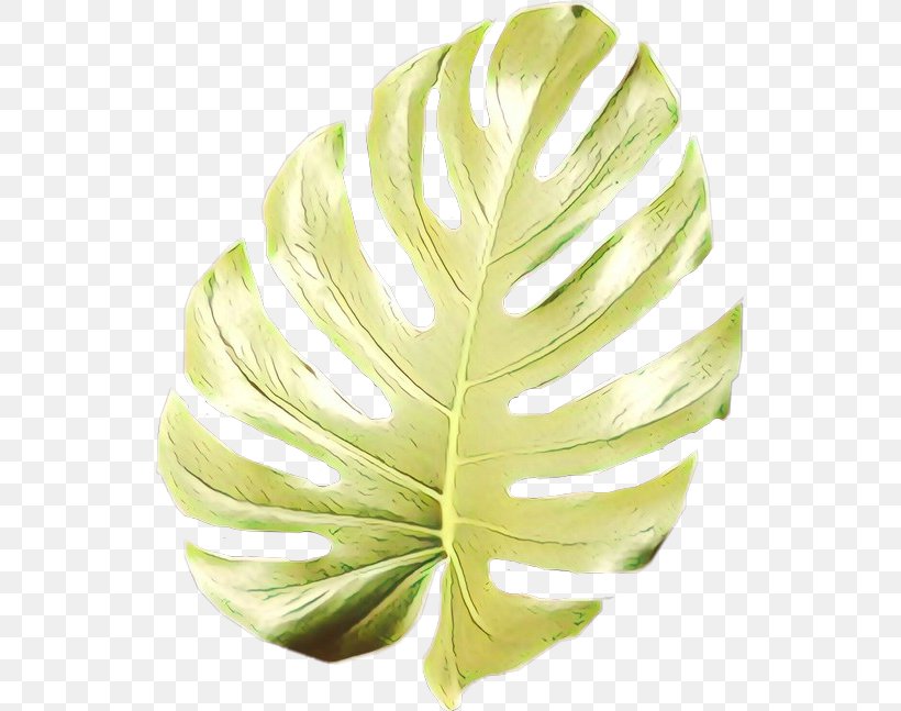 Green Leaf Background, PNG, 535x647px, Cartoon, Alismatales, Anthurium, Arum Family, Feather Download Free