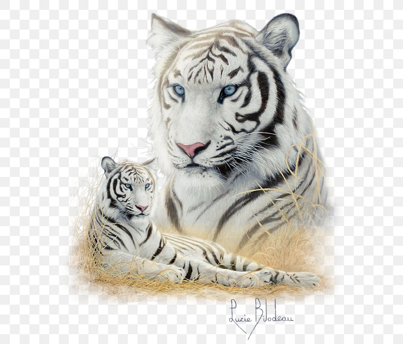 Tiger Whiskers Cat Snout Terrestrial Animal, PNG, 582x700px, Tiger, Animal, Big Cat, Big Cats, Carnivoran Download Free
