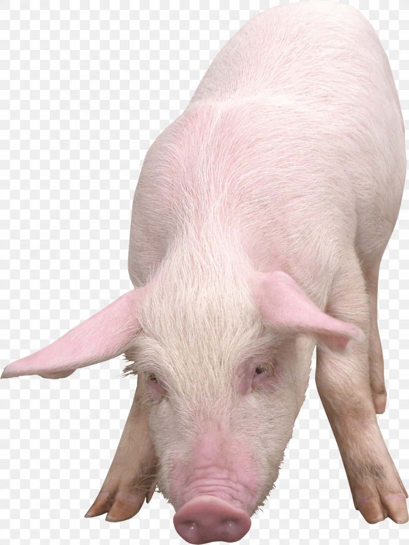 Domestic Pig Clipping Path, PNG, 1886x2512px, Domestic Pig, Hogs And Pigs, Livestock, Pig, Pig Like Mammal Download Free