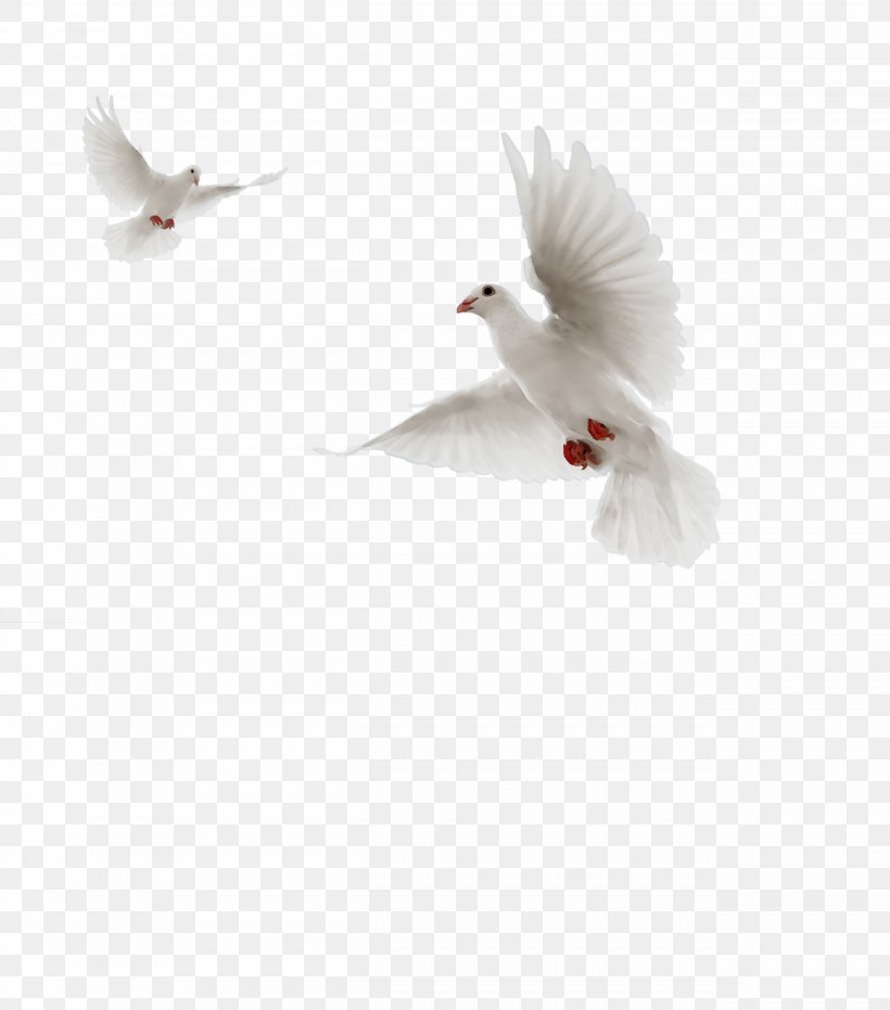 Bird Drawing, PNG, 2542x2888px, Pigeons And Doves, Animal, Beak, Bird, Blog Download Free