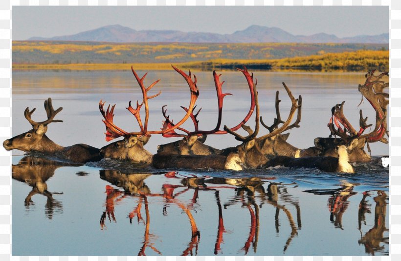 Reindeer Antler Elk Animal Wildlife, PNG, 1200x783px, Reindeer, Animal, Antler, Com, Crossword Download Free