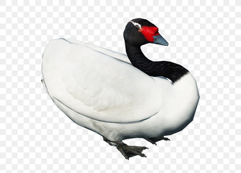 Swan Goose Black Swan Bird Duck, PNG, 600x590px, Swan Goose, Anser, Beak, Bird, Black Swan Download Free