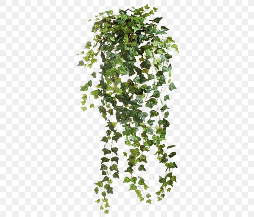 Vine, PNG, 364x700px, Vine, Branch, Common Ivy, Flowering Plant, Ivy Download Free