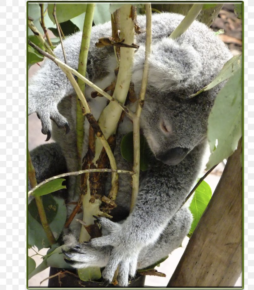 Koala New World Monkeys Fauna Terrestrial Animal, PNG, 2100x2400px, Koala, Animal, Cercopithecidae, Fauna, Flora Download Free