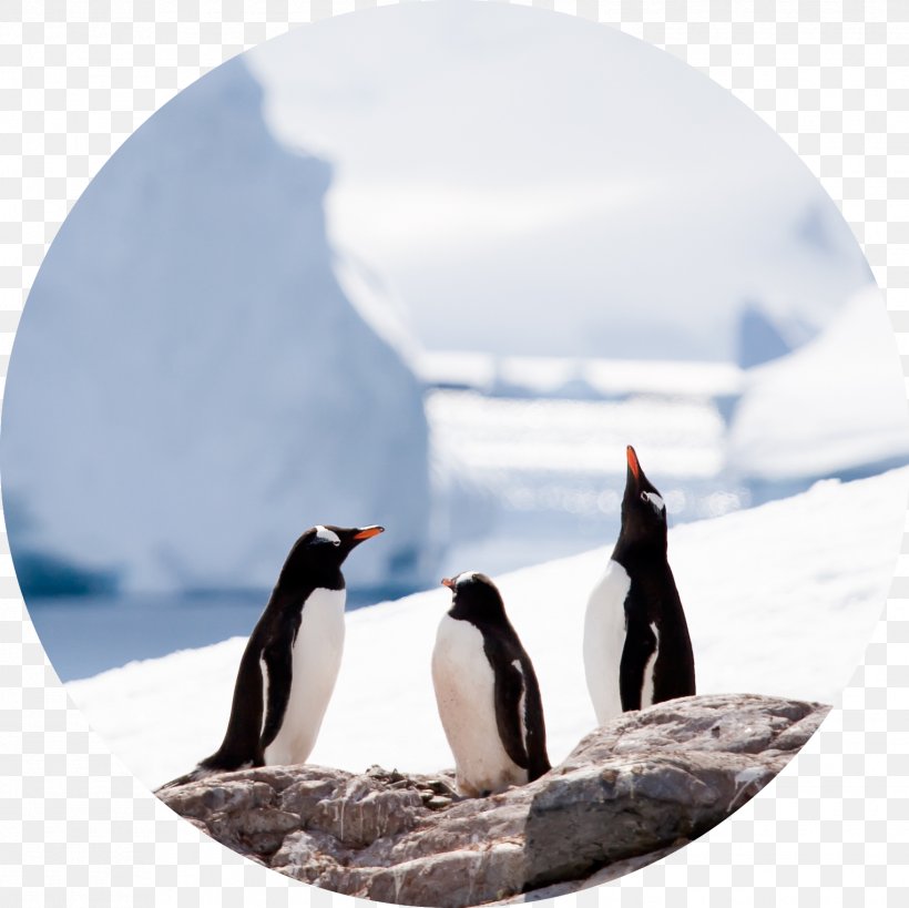 Penguin Antarctic Peninsula Stock Photography, PNG, 1525x1524px, Penguin, Animal, Antarctic, Antarctic Peninsula, Antarctica Download Free